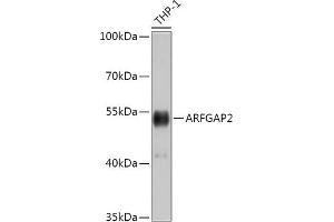 Western blot analysis of extracts of THP-1 cells, using  antibody (ABIN7265486) at 1:1000 dilution. (arfgap2 anticorps  (AA 242-521))