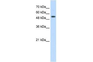 PRPF19 antibody used at 2. (PRP19 anticorps)
