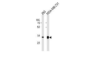GOLPH3 Antibody (C-term) (ABIN1882249 and ABIN2843483) western blot analysis in 293,MDA-MB-231 cell line lysates (35 μg/lane). (GOLPH3 anticorps)
