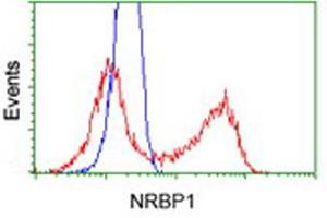 Flow Cytometry (FACS) image for anti-Nuclear Receptor Binding Protein 1 (NRBP1) antibody (ABIN1499829) (NRBP1 anticorps)