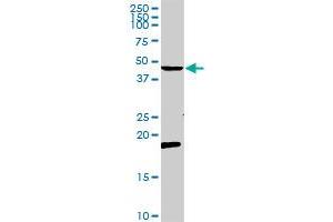 CCR5 MaxPab rabbit polyclonal antibody.