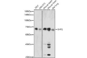 Western blot analysis of extracts of various cell lines, using SHP2 antibody (ABIN3016706, ABIN3016707, ABIN3016708 and ABIN6219822) at 1:1000 dilution.