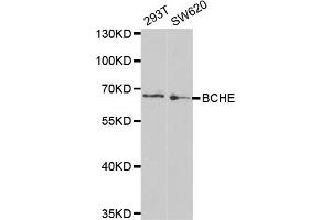 Western blot analysis of extracts of various cell lines, using BCHE antibody (ABIN5970682) at 1/1000 dilution. (Butyrylcholinesterase anticorps)