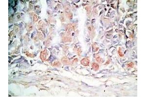 Mouse stomach tissue was stained by Rabbit Anti-Orexin A (16-33) (H) Antibody (Orexin A anticorps  (amidated))