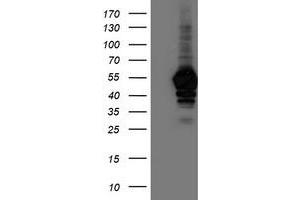 Western Blotting (WB) image for anti-N-Acyl Phosphatidylethanolamine phospholipase D (NAPEPLD) antibody (ABIN1499644) (NAPEPLD anticorps)