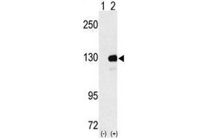 Image no. 1 for anti-UPF1 Regulator of Nonsense Transcripts Homolog (UPF1) (N-Term) antibody (ABIN357204) (RENT1/UPF1 anticorps  (N-Term))