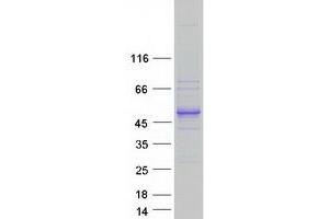 Validation with Western Blot (C22orf9 Protein (Transcript Variant 1) (Myc-DYKDDDDK Tag))