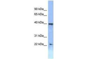 Image no. 1 for anti-Homeobox A2 (HOXA2) (AA 220-269) antibody (ABIN6747803)