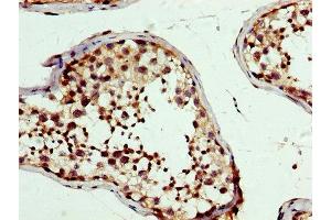 IHC image of ABIN7164137 diluted at 1:300 and staining in paraffin-embedded human testis tissue performed on a Leica BondTM system.