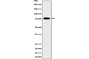 Western blot analysis of CRTC3 expression in 293 cell lysate.