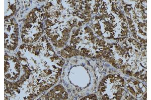 ABIN6268681 at 1/100 staining Mouse testis tissue by IHC-P. (SIRT3 anticorps  (C-Term))