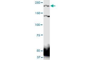 PTPRS antibody  (AA 31-128)