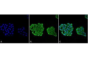 Immunocytochemistry/Immunofluorescence analysis using Mouse Anti-HSP70 Monoclonal Antibody, Clone 3A3 (ABIN361737 and ABIN361738). (HSP70 anticorps)