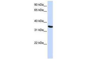 Image no. 1 for anti-Developmental Pluripotency Associated 2 (DPPA2) (AA 36-85) antibody (ABIN6741153) (DPPA2 anticorps  (AA 36-85))