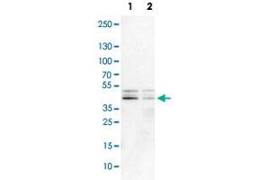 Western Blot analysis of Lane 1: NIH-3T3 cell lysate (mouse embryonic fibroblast cells) and Lane 2: NBT-II cell lysate (Wistar rat bladder tumor cells) with DAZAP1 polyclonal antibody . (DAZAP1 anticorps)