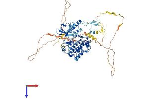 AlphaFold protein structure predicition of Mouse Recombinant Pak4 Protein, UniprotID Q8BTW9