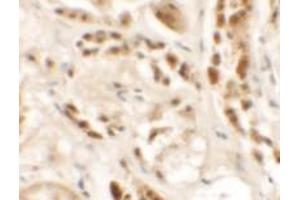 Immunohistochemical analysis of SIGLEC15 in human kidney tissue with SIGLEC15 polyclonal antibody  at 2. (SIGLEC15 anticorps  (N-Term))