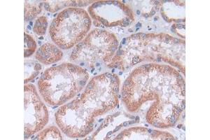 IHC-P analysis of kidney tissue, with DAB staining. (OPA3 anticorps  (AA 23-179))