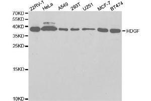 Western Blotting (WB) image for anti-Hepatoma-Derived Growth Factor (HDGF) antibody (ABIN1876535) (HDGF anticorps)
