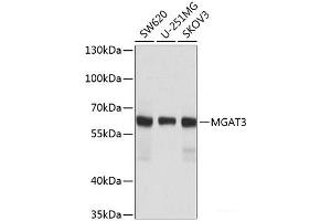 Western blot analysis of extracts of various cell lines using MGAT3 Polyclonal Antibody at dilution of 1:1000. (MGAT3 anticorps)