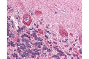 Anti-HIF1AN antibody IHC of human brain, cerebellum.