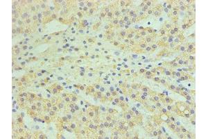 Immunohistochemistry of paraffin-embedded human adrenal gland tissue using ABIN7147608 at dilution of 1:100 (CYP11A1 anticorps  (AA 40-521))