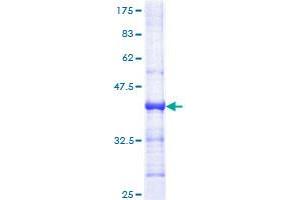 Image no. 1 for PMS1 Postmeiotic Segregation Increased 1 (S. Cerevisiae) (PMS1) (AA 26-135) protein (GST tag) (ABIN1315535)