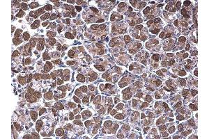 IHC-P Image NDUFV1 antibody [N3C3] detects NDUFV1 protein at cytoplasm on mouse stomach by immunohistochemical analysis.
