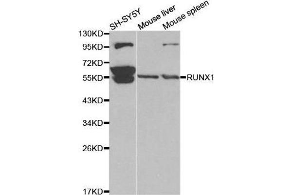 RUNX1 anticorps  (AA 150-250)
