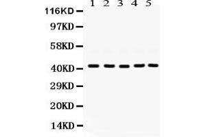 Anti- GNAQ Picoband antibody, Western blottingAll lanes: Anti GNAQ  at 0.
