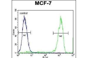 TMEM132E Antibody (C-term) (ABIN655434 and ABIN2844969) flow cytometric analysis of MCF-7 cells (right histogram) compared to a negative control cell (left histogram). (TMEM132E anticorps  (C-Term))