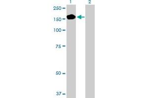 Western Blot analysis of PEX1 expression in transfected 293T cell line by PEX1 MaxPab polyclonal antibody. (PEX1 anticorps  (AA 1-1283))