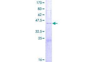 Image no. 1 for Syncollin (SYCN) (AA 1-134) protein (GST tag) (ABIN1321963)