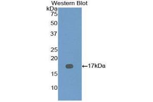 Western Blotting (WB) image for anti-Bone Morphogenetic Protein 7 (BMP7) (AA 292-430) antibody (ABIN1858161) (BMP7 anticorps  (AA 292-430))