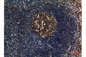 Immunohistochemical analysis of paraffin-embedded human-tonsilla, antibody was diluted at 1:100.