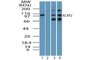Image no. 2 for anti-ArfGAP with Coiled-Coil, Ankyrin Repeat and PH Domains 2 (ACAP2) (AA 350-400) antibody (ABIN960069) (Centaurin beta 2 anticorps  (AA 350-400))