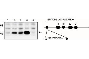Western Blotting (WB) image for anti-Tumor Protein P53 (TP53) (AA 16-25) antibody (ABIN264401) (p53 anticorps  (AA 16-25))