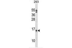 EIF1B Antibody (C-term) western blot analysis in 293 cell line lysates (35µg/lane). (EIF1B anticorps  (C-Term))