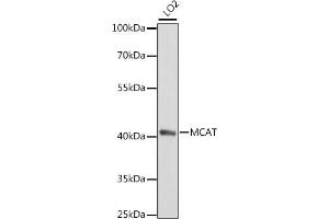 Western blot analysis of extracts of LO2 cells, using MCAT antibody (ABIN7268385) at 1:1000 dilution.
