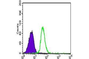 Flow cytometric analysis of Jurkat cells using CDH5 mouse mAb (green) and negative control (purple).