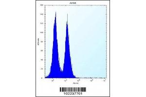 ICOS antibody flow cytometric analysis of Jurkat cells (right histogram) compared to a negative control (left histogram). (ICOS anticorps  (AA 156-185))