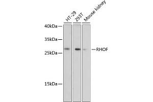 Western blot analysis of extracts of various cell lines, using RHOF antibody (ABIN6131013, ABIN6146940, ABIN6146941 and ABIN6220763) at 1:3000 dilution.