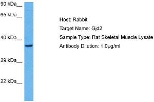 Host:  Rabbit  Target Name:  GJD2  Sample Tissue:  Rat Skeletal Muscle  Antibody Dilution:  1ug/ml (GJD2 anticorps  (Middle Region))