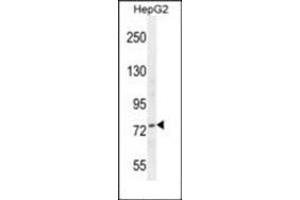 Western blot analysis of Nucleolin Antibody (Center) in HepG2 cell line lysates (35ug/lane).