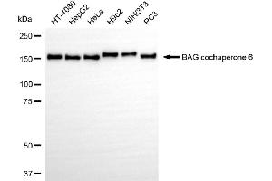 Western blotting analysis using BAG cochaperone 6 antibody (ABIN7800912).