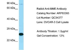 Western Blotting (WB) image for anti-Membrane Metallo-Endopeptidase (MME) (C-Term) antibody (ABIN971147) (MME anticorps  (C-Term))