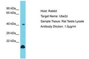 Image no. 1 for anti-Ubiquitin-Conjugating Enzyme E2Z (UBE2Z) (AA 208-257) antibody (ABIN6750494) (UBE2Z anticorps  (AA 208-257))