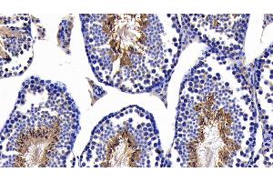 Detection of CASP8 in Mouse Testis Tissue using Polyclonal Antibody to Caspase 8 (CASP8)