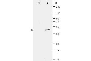 Western Blotting (WB) image for anti-Small Ubiquitin Related Modifier Protein 1 (SUMO1) antibody (ABIN400792) (SUMO1 anticorps)