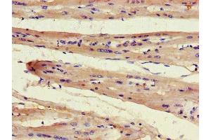 Immunohistochemistry of paraffin-embedded human heart tissue using ABIN7165502 at dilution of 1:100 (FAM43A anticorps  (AA 1-200))